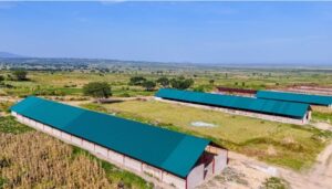 Governor Mutfwang Begins Poultry Construction and Infrastructure Development at BARC Farms