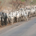 Berom Youths Clash Over Killing of Three Herders