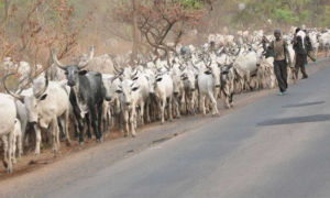 Berom Youths Clash Over Killing of Three Herders