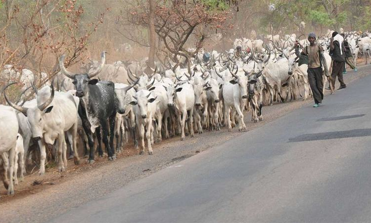 Plateau: Miyatti Allah, Berom Youths Clash Over Killing of Three Herders
